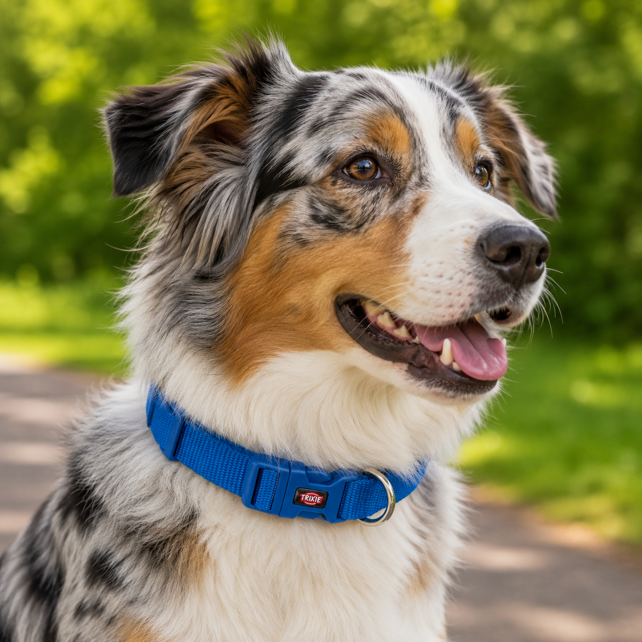 Coleira Premium Trixie para cão | Azul