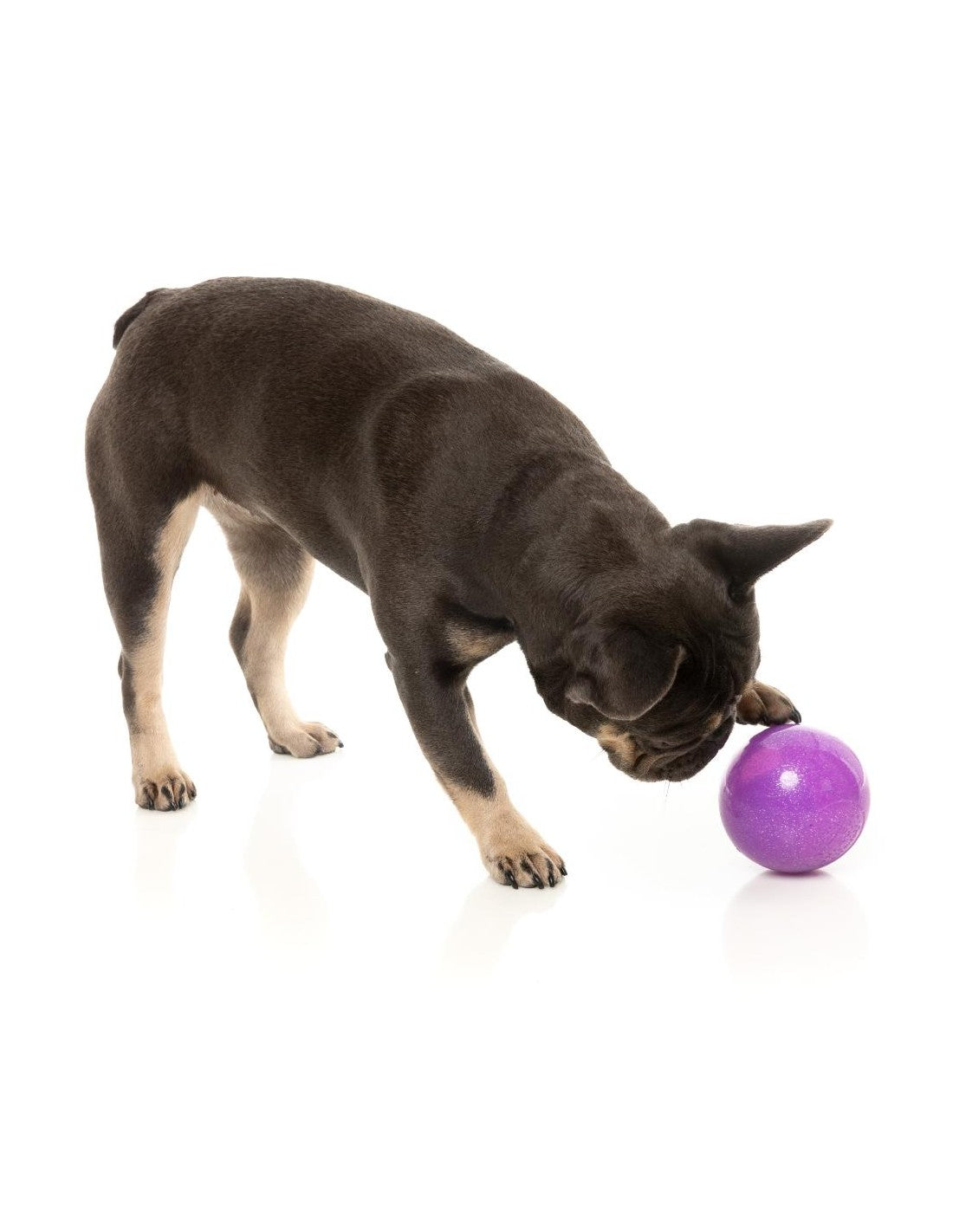FuzzYard Brinquedo Interativo para Roer com Dispensador de Snacks – Truth Tellin' Treat Ball