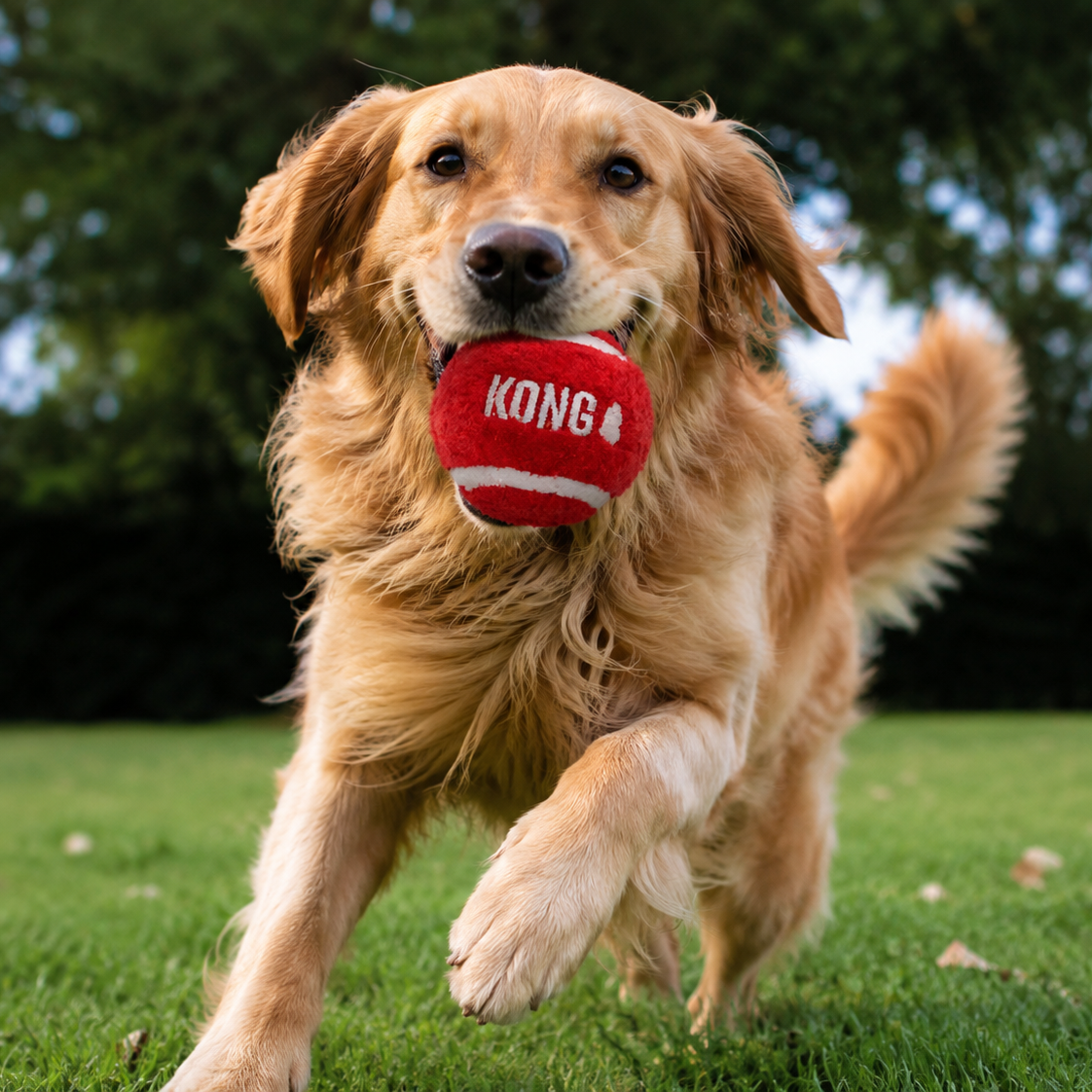 Brinquedo para cão Kong Sport Softies Balls | 3 unidades