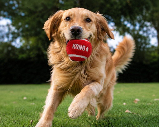Brinquedo para cão Kong Sport Softies Balls | 3 unidades