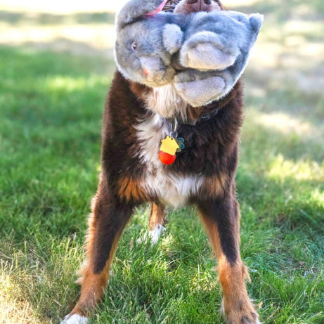 KONG Toughz Coelho em Peluche Resistente para Cão