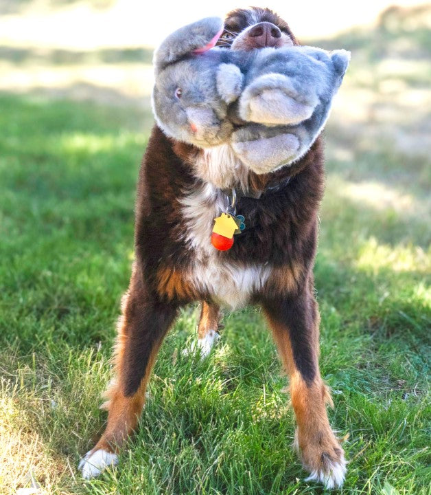 KONG Toughz Coelho em Peluche Resistente para Cão