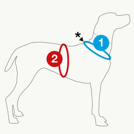 CURLI PEITORAL BELKA COMFORT - DOGGIE STORE