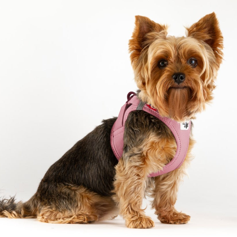 Peitoral Curli Air Mesh com Fecho Clasp para Cães | Rosa