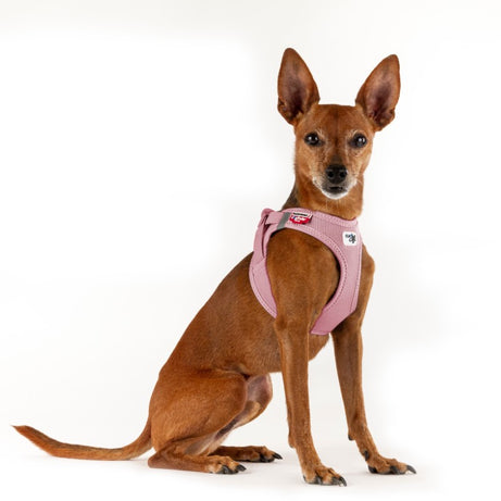 Peitoral Curli Air Mesh com Fecho Clasp para Cães | Rosa