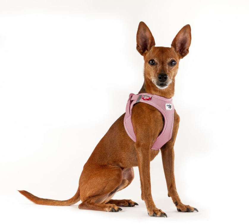 Peitoral Curli Air Mesh com Fecho Clasp para Cães | Rosa