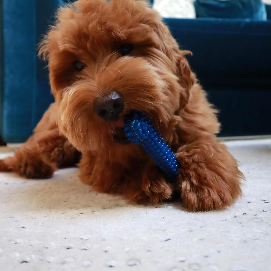 Nylabone Brinquedo Dentário Flexível Moderate com Sabor a Frango – Grande (L)