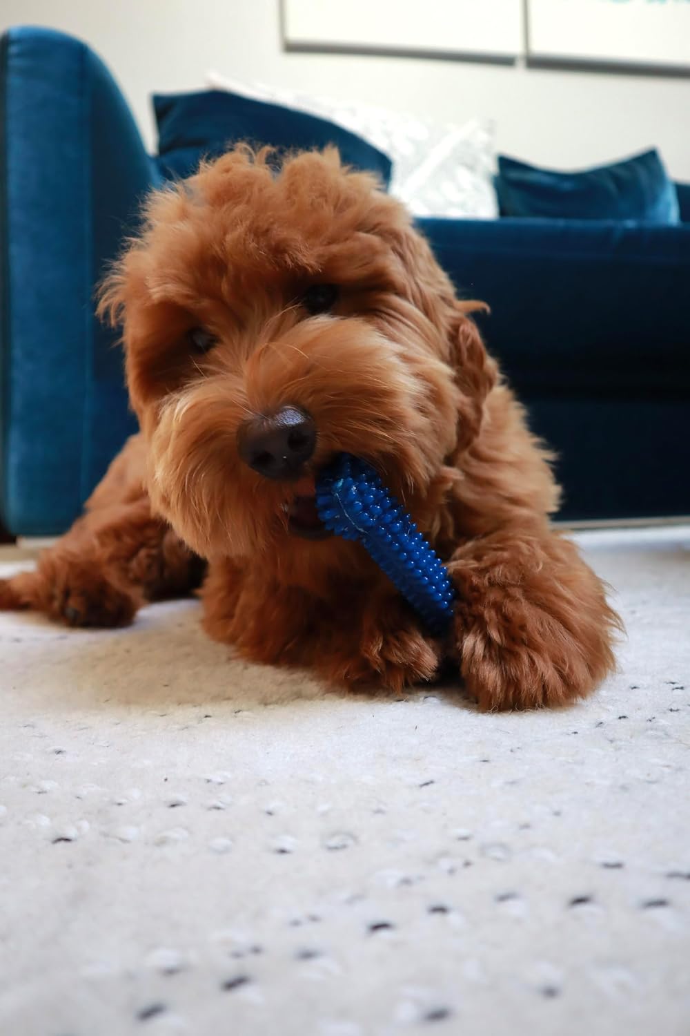 Nylabone Brinquedo Dentário Flexível Moderate com Sabor a Frango – Grande (L)