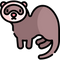 ferret