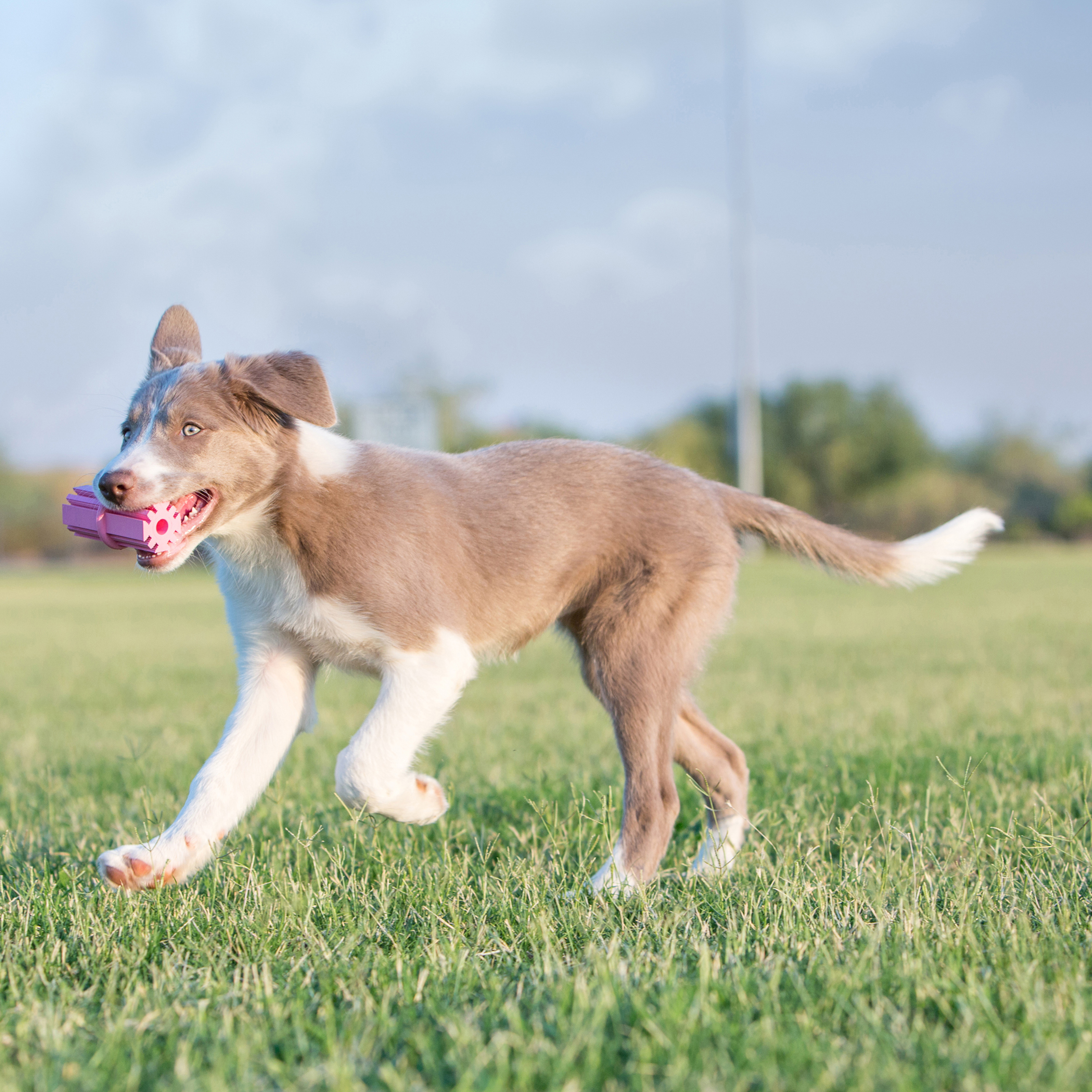 Kong  Puppy Teething Stick