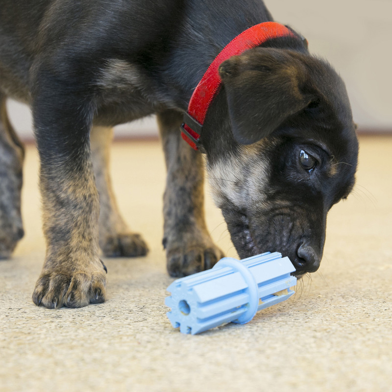 Kong  Puppy Teething Stick