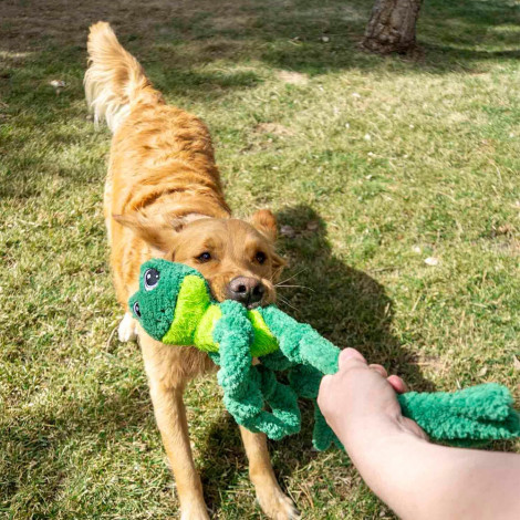 KONG Knots Frog - Boneco resistente para cão
