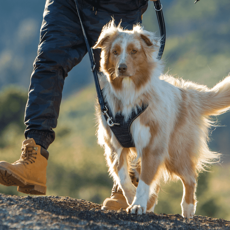 Rogz Utility Explore Harness - L
