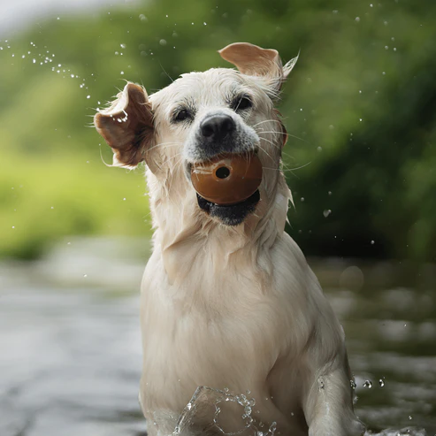 Juguete para perros - Hueso para frotar