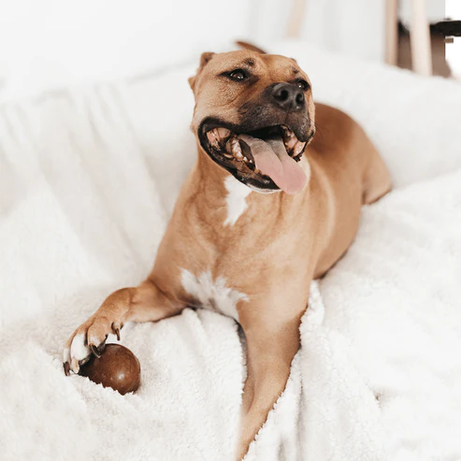 Juguete para perros - Hueso para frotar