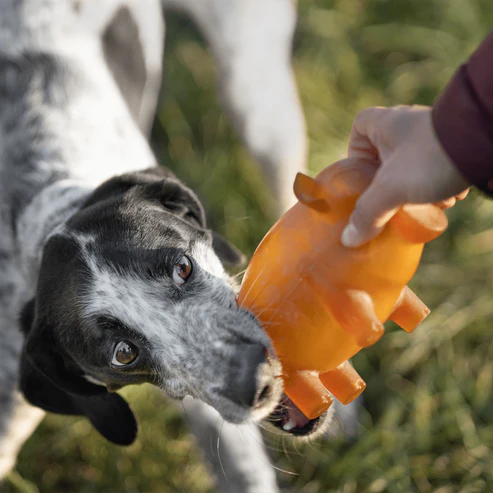 Juguete para perros - Hueso para frotar