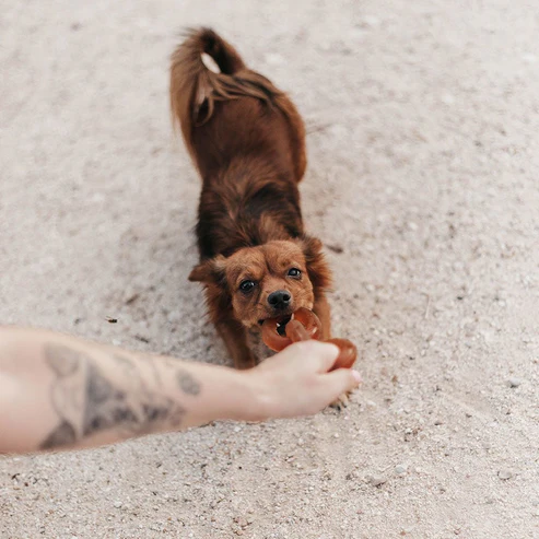 Dog Toy - Rub Bone
