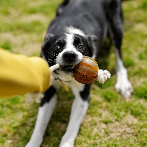 Brinquedo para cães -  Rub Floating Dental Ball