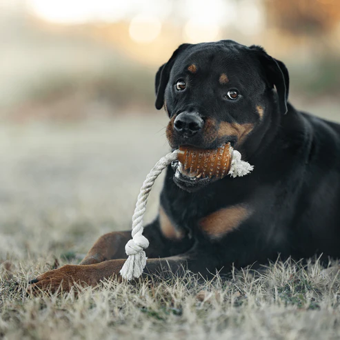 Brinquedo para cães -  Rub Rugby Spike & Rope