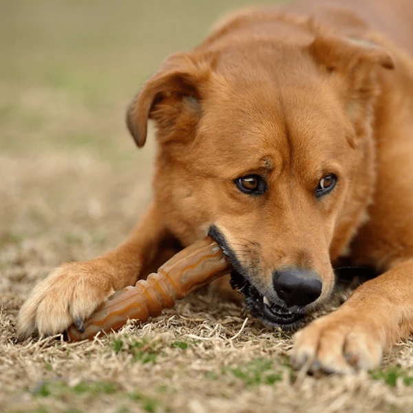 Juguete para perros - Hueso para frotar