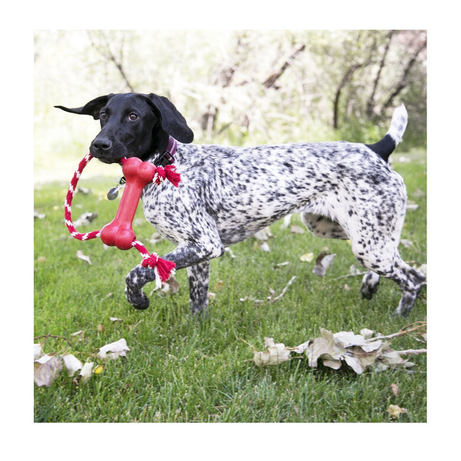 Kong goodie bone com corda