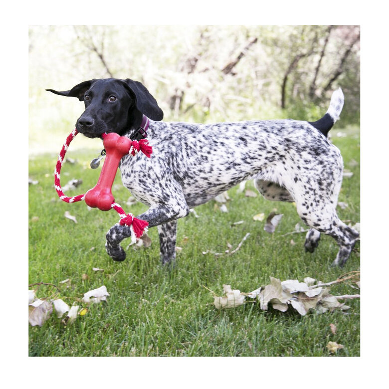 Kong goodie bone com corda