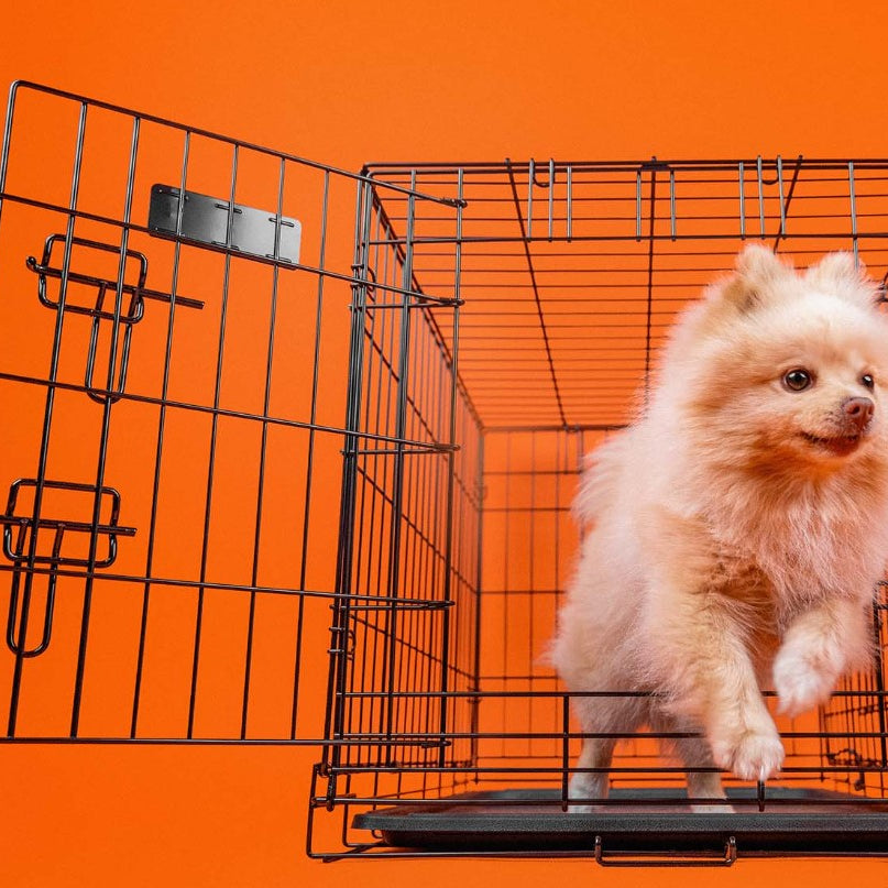 Jaula Metálica Dobrável para Cães - Dashi Dog Crate