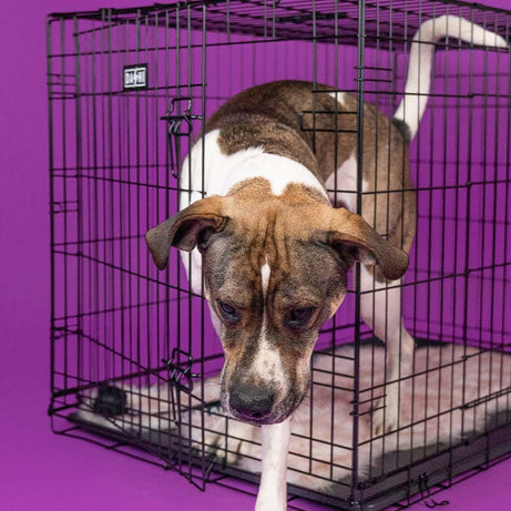 Jaula Metálica Dobrável para Cães - Dashi Dog Crate