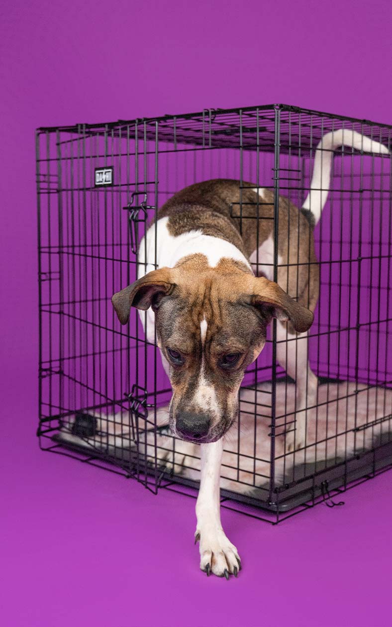 Jaula Metálica Dobrável para Cães - Dashi Dog Crate