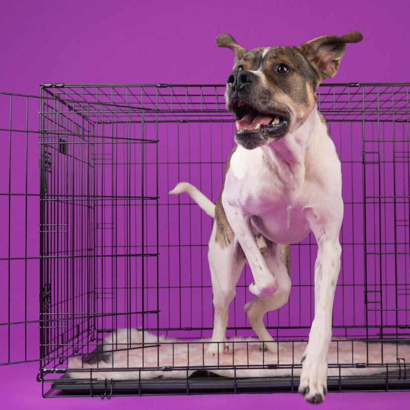 Jaula Metálica Dobrável para Cães - Dashi Dog Crate