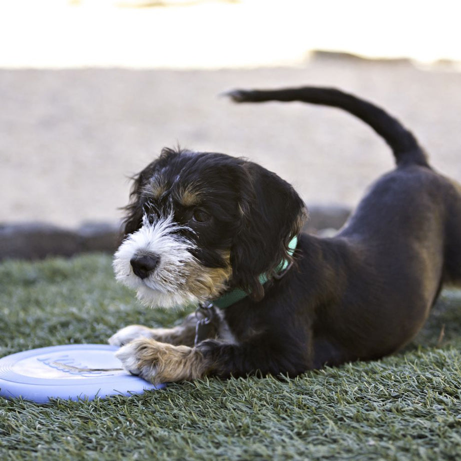 KONG - Disco Puppy Flyer Small