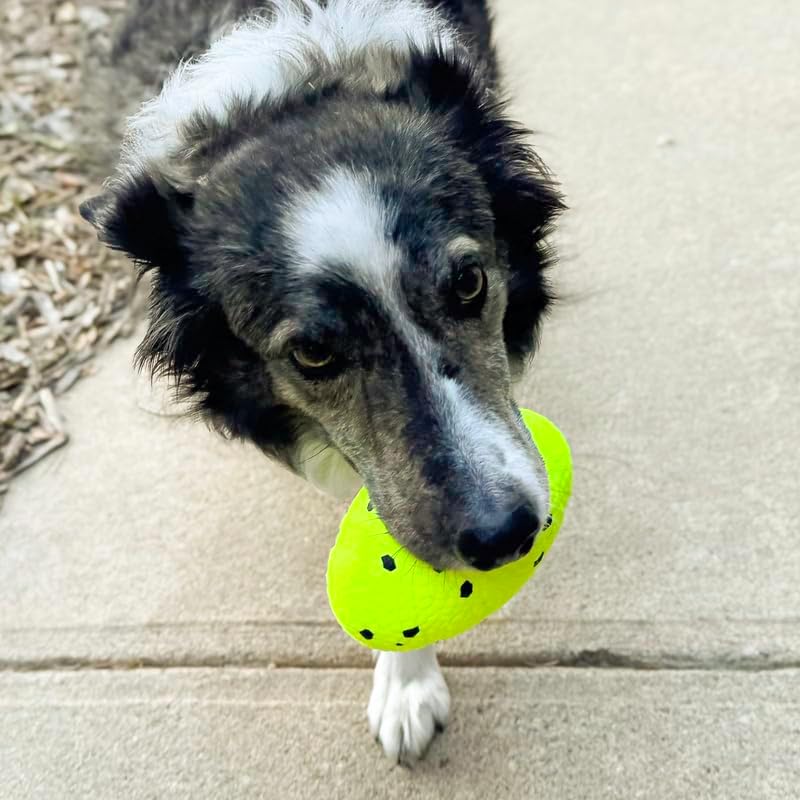KONG Reflex Football - Brinquedo para cão