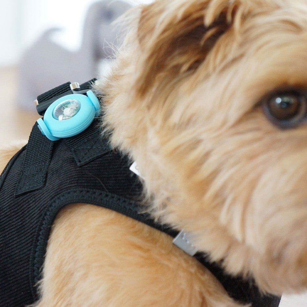 Luz de segurança Luumi LED preto para cães - Curli