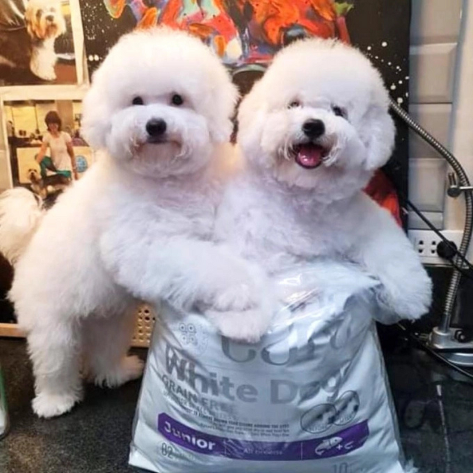 Nature’s Protection Superior Care para Cão júnior de todos os tamanhos com pelagem branca | Salmão