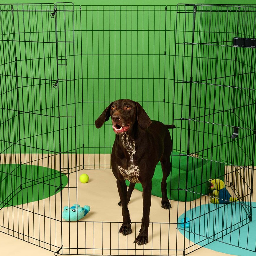 Parque Metálico Dobrável para Cães - Dashi Dog Play Pen