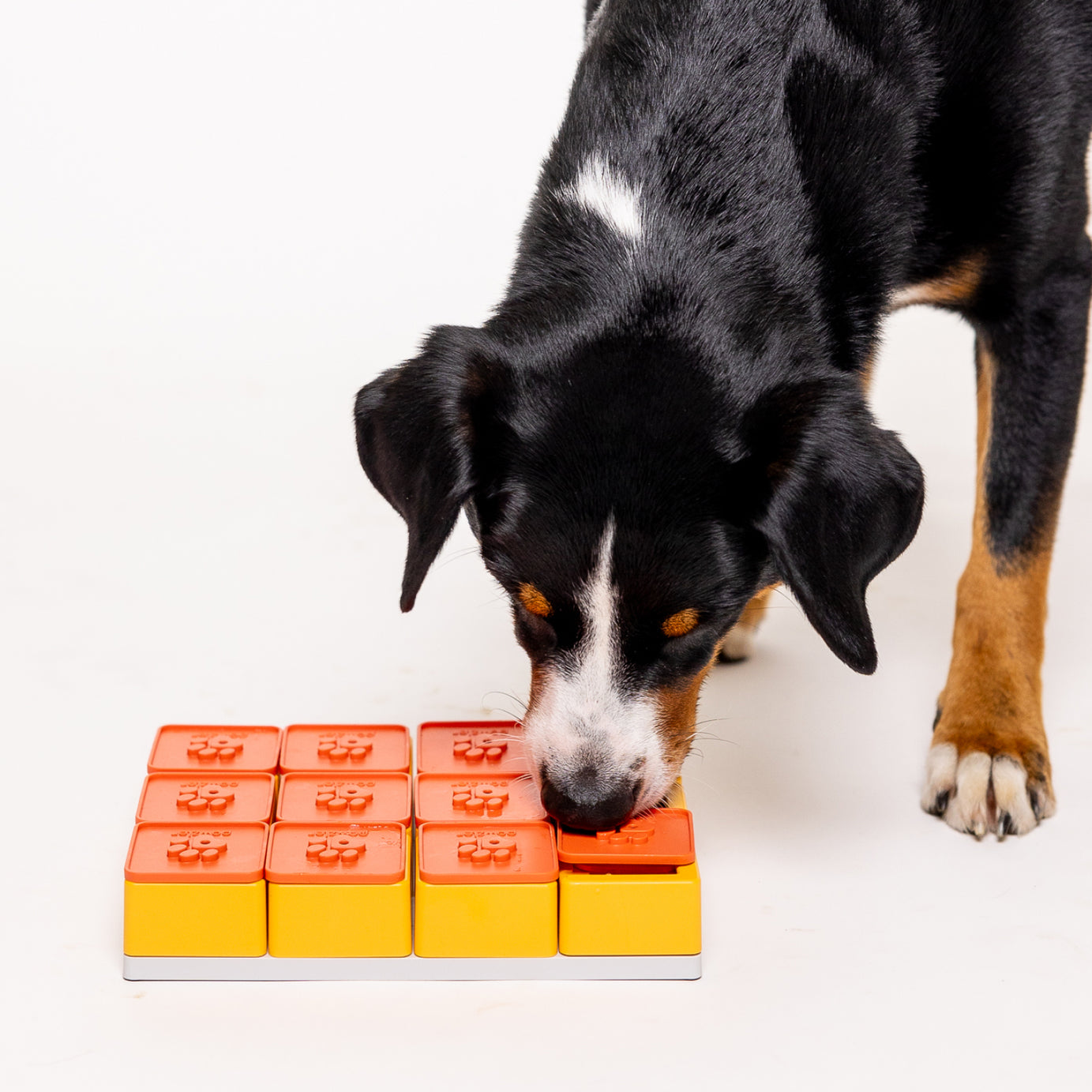 Smarty Puzzle - PAWZLER
