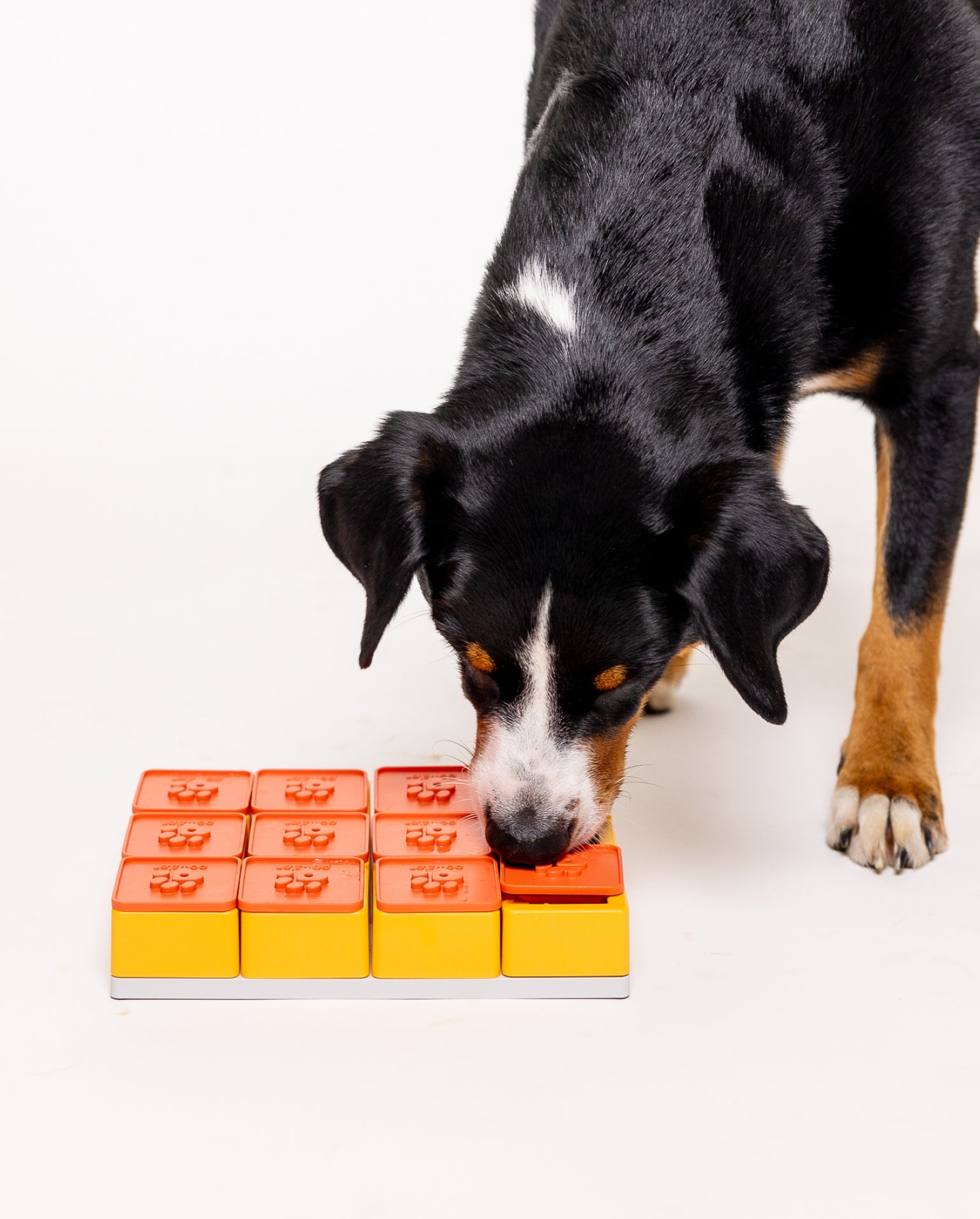 Smarty Puzzle - PAWZLER