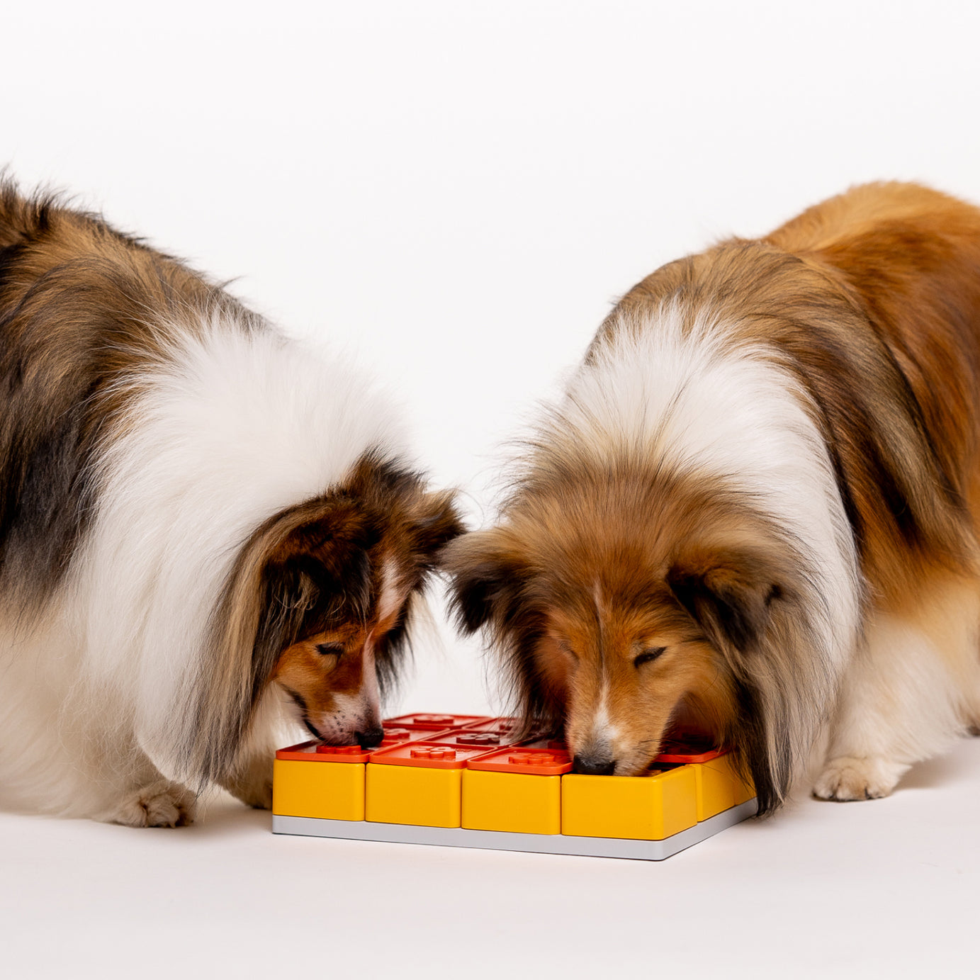 Smarty Puzzle - PAWZLER