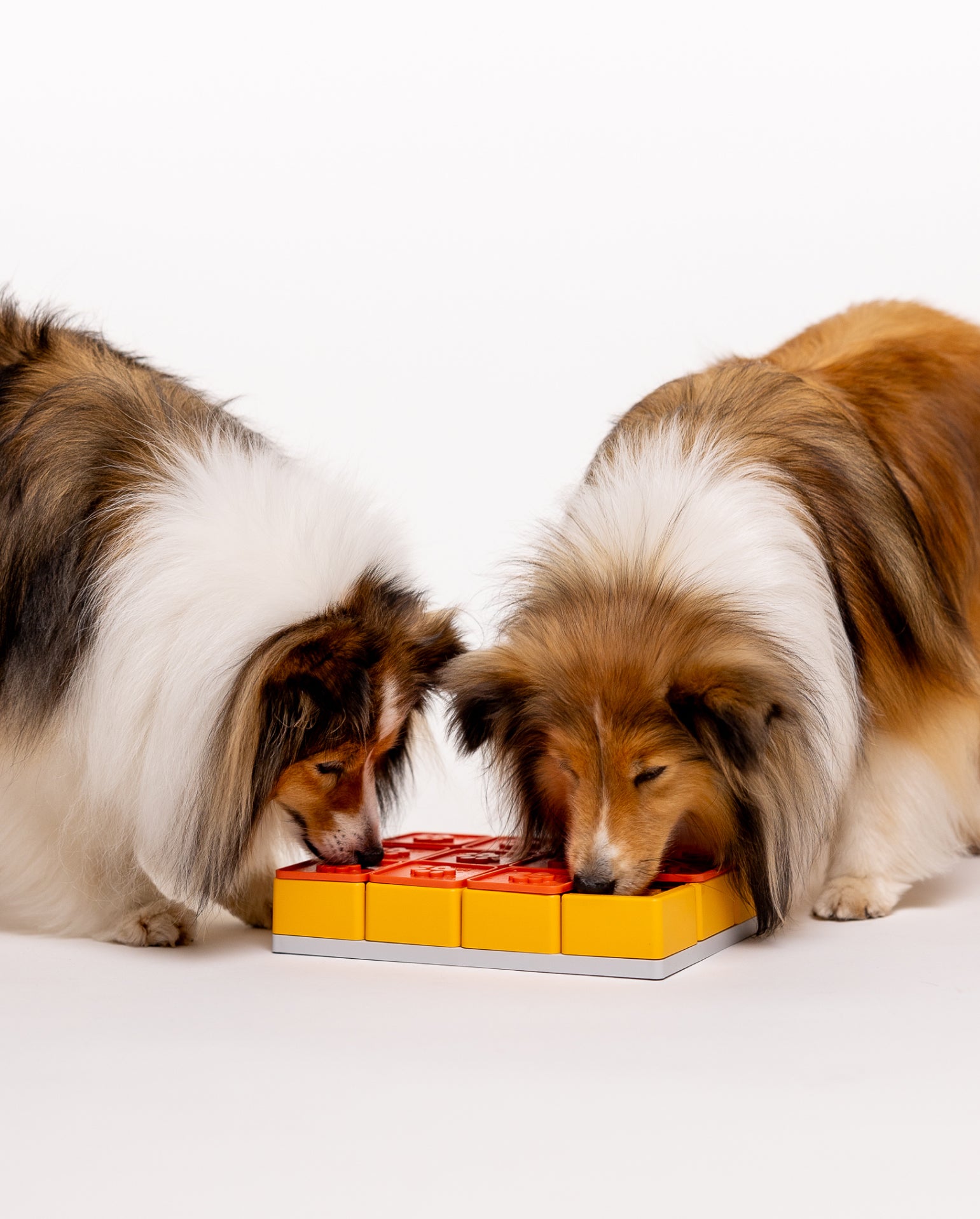 Smarty Puzzle - PAWZLER