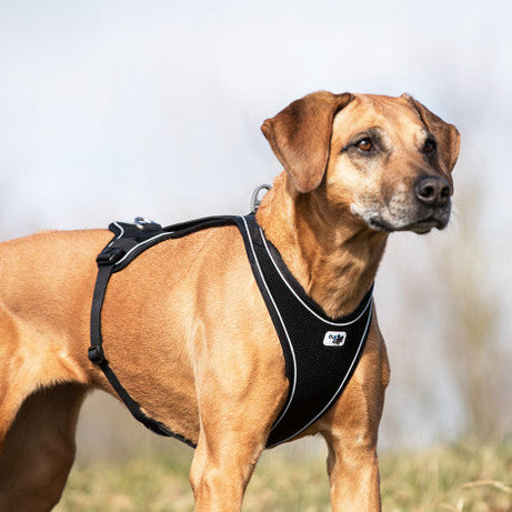 CURLI PEITORAL BELKA COMFORT - DOGGIE STORE