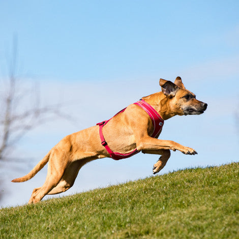 CURLI PEITORAL BELKA COMFORT - DOGGIE STORE