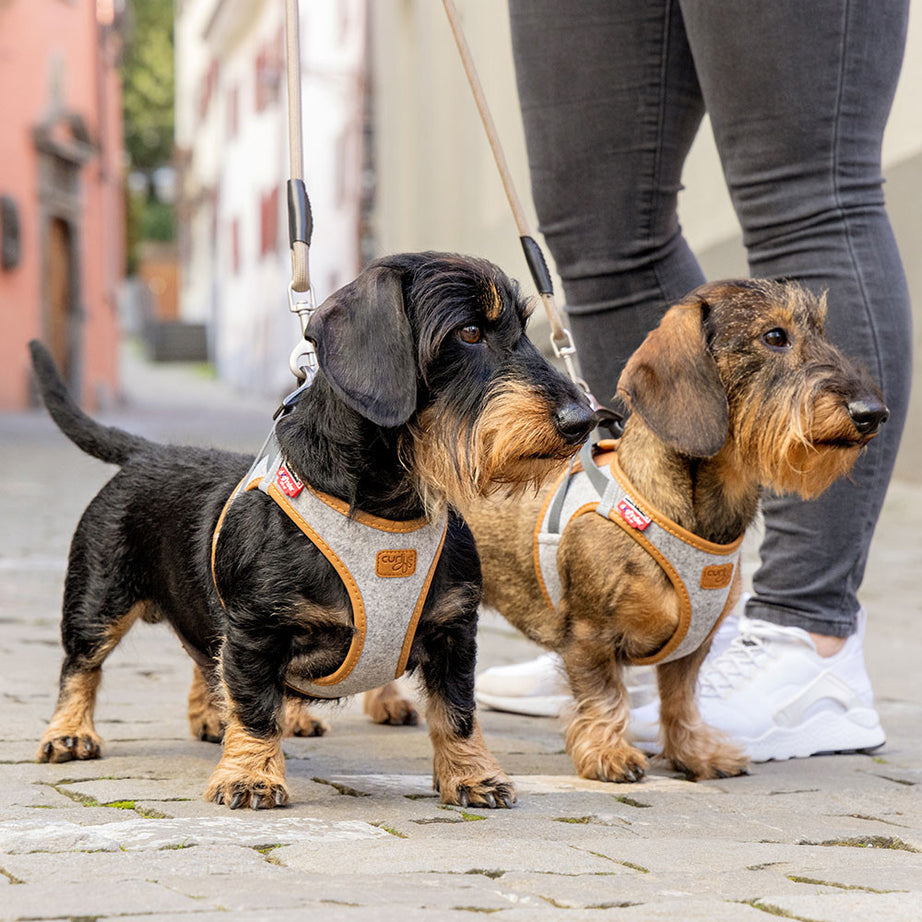 Peitoral Curli Clasp Alpine para cães