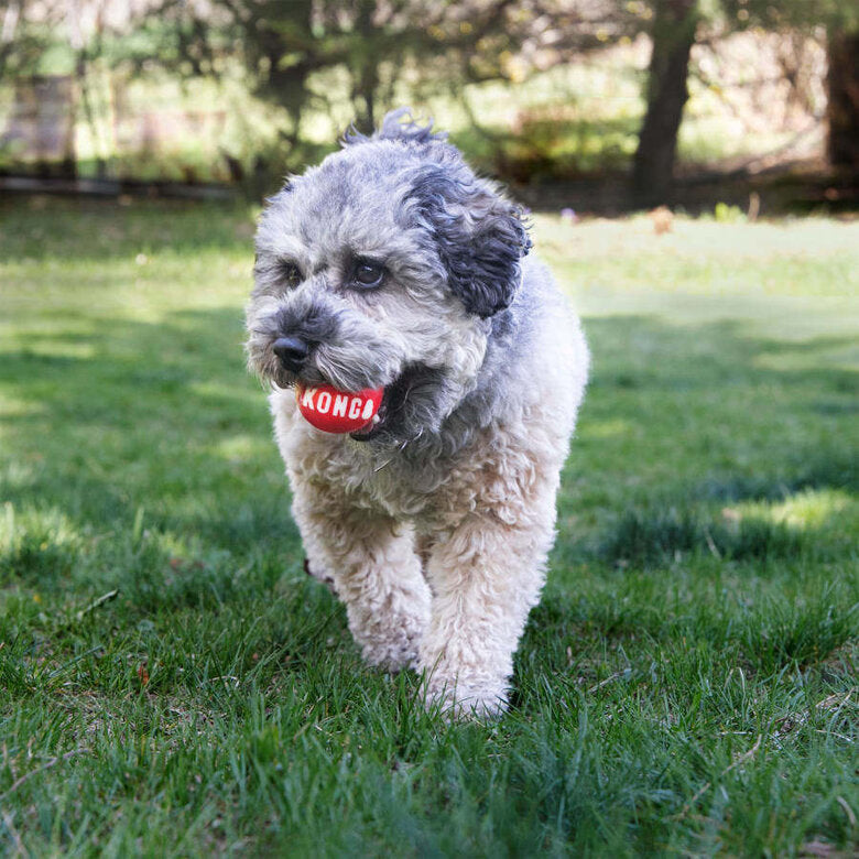 Kong Dog Toy Signature Ball - Duo de bolas para cães