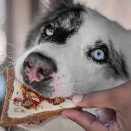 Doggie Pizza