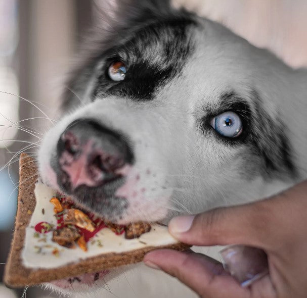 Doggie Pizza