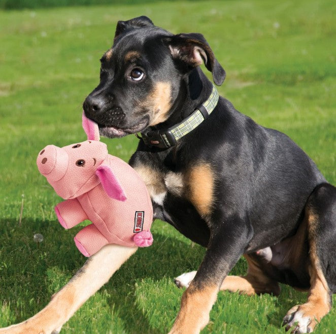 KONG Phatz Porco - Brinquedo para cão