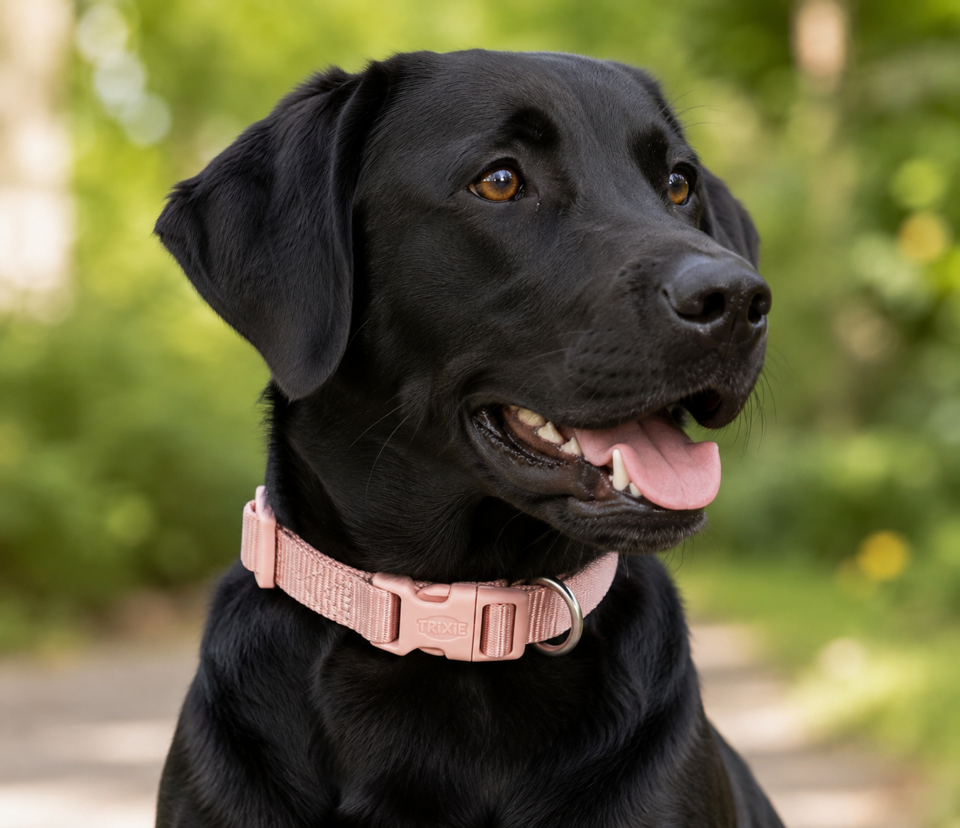 Coleira Premium Trixie para cão | Blush