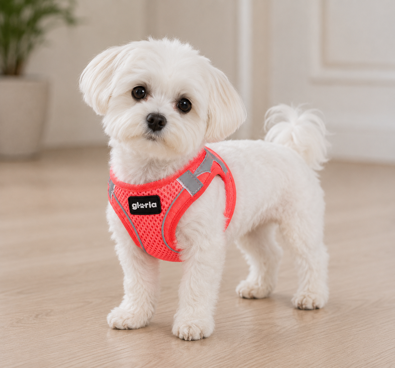 Peitoral GLORIA Trek Star para cão | Rosa