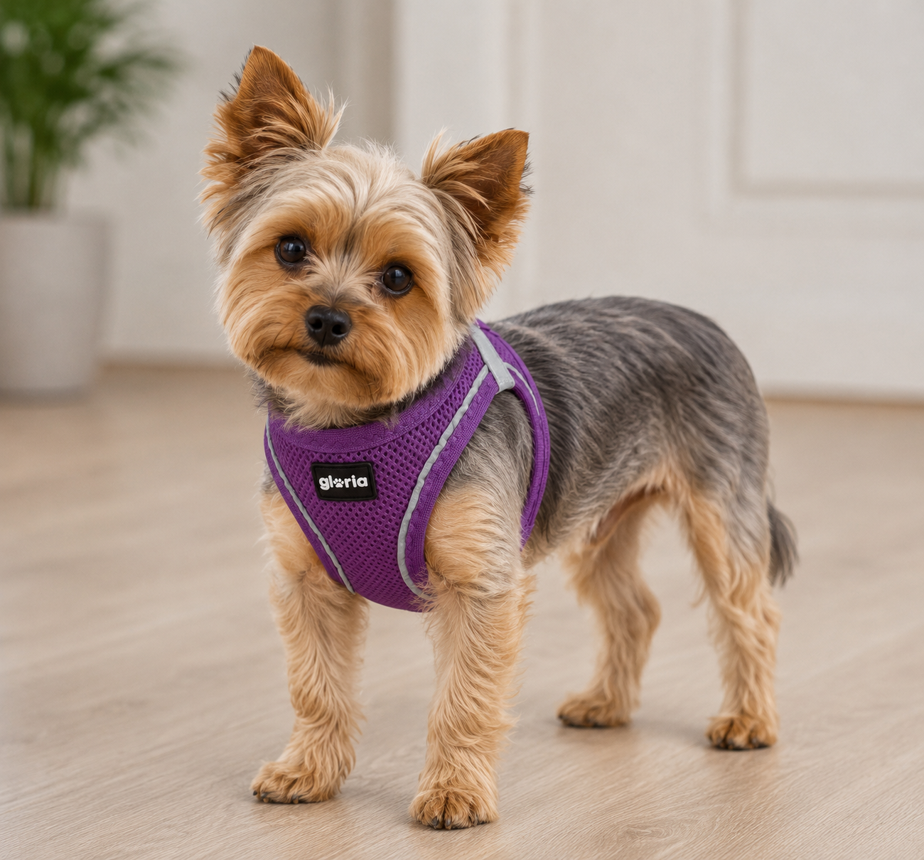Peitoral GLORIA Trek Star para cão | Roxo