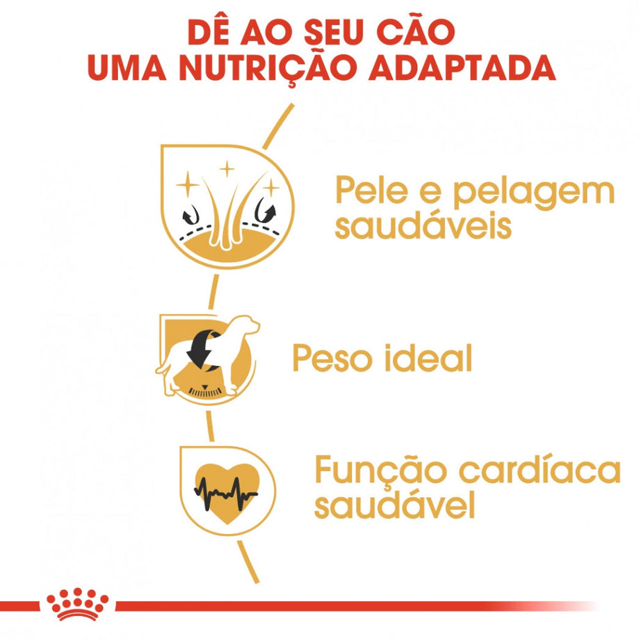 Royal Canin Dog Cocker Adult - Ração seca para cão adulto da raça Cocker
